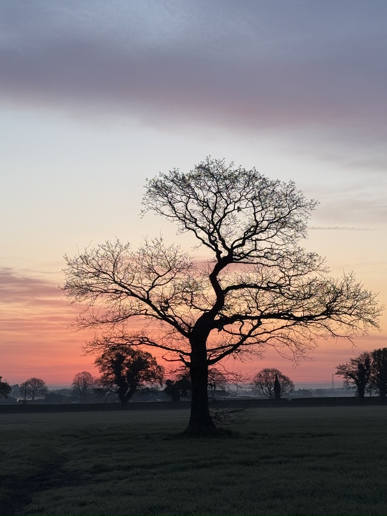 Lone tree at sunrise