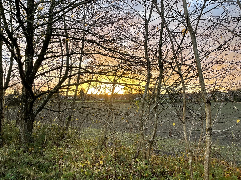 Autumn sun through the trees