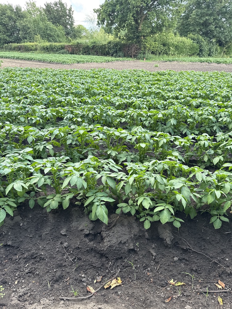 Crop rows in the field