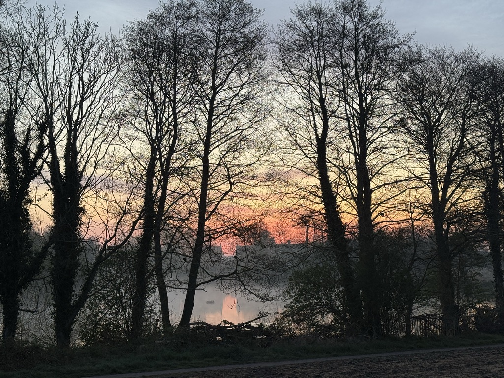 Trees silhouetted over the water at dusk