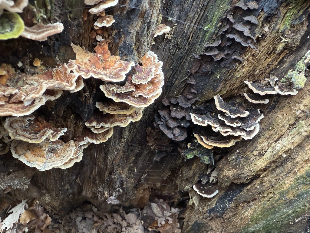 Bracket fungi on a tree trunk
