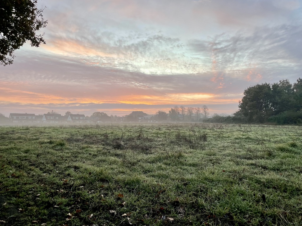 Morning mist over the meadow